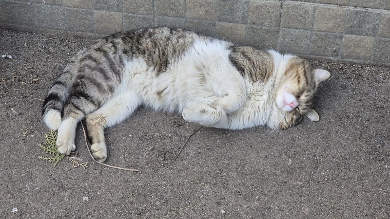 Ограничить число животных в квартирах предложили в Татарстане