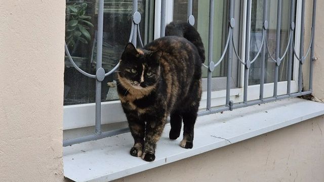 Застрявшего в застенных коммуникациях кота вытащили в Котельниках 