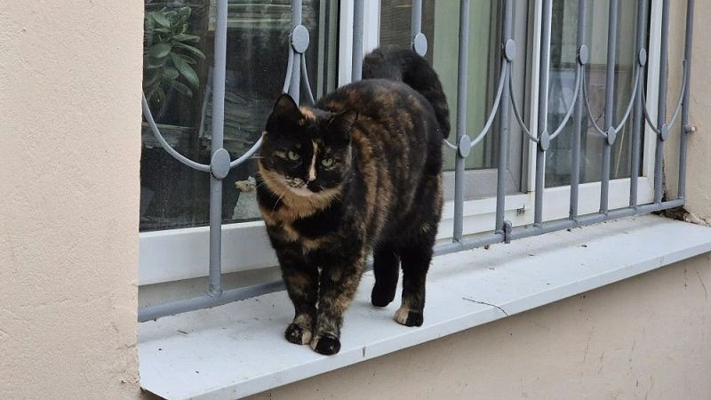 Застрявшего в застенных коммуникациях кота вытащили в Котельниках 