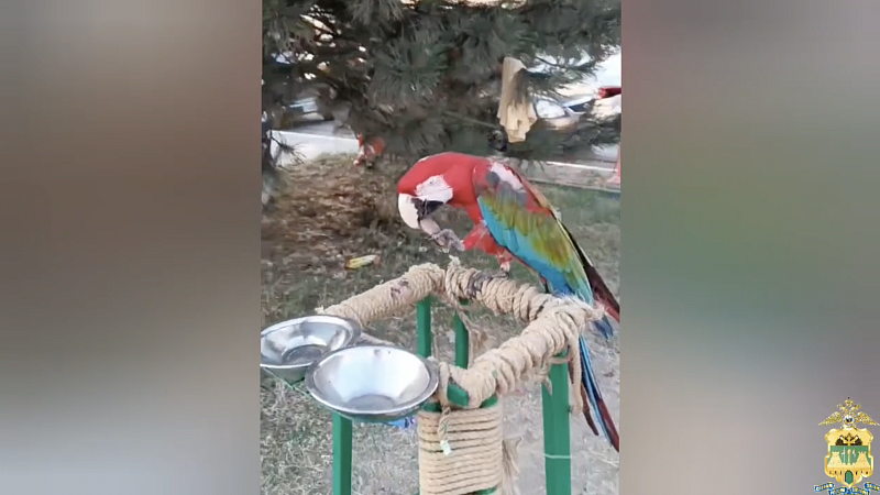 Попугай укусил туриста в Анапе, птицу сдали в местный зоопарк