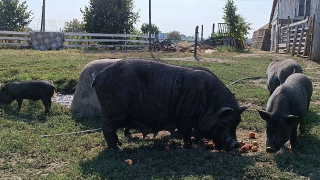 На восстановление поголовья свиней после уйдёт минимум год. Фото: телеканал «Краснодар»