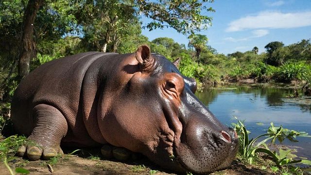 Бегемот попытался напасть на туристов на лодке и попал на видео в Уганде 