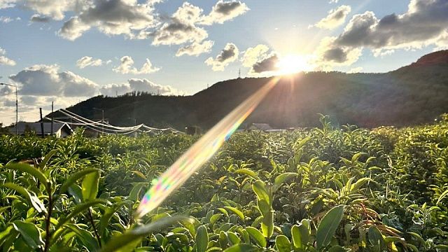 Собрали 2,6 тонны субтропических культур и более 226 тонн чая в Сочи