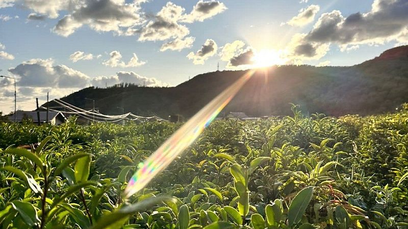 Собрали 2,6 тонны субтропических культур и более 226 тонн чая в Сочи