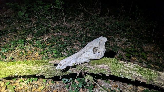 Браконьера из Анапы задержали за убийство оленей и косули в Ростовской области