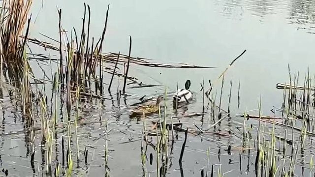 Житель Москвы пропал без вести после летнего корпоратива на пляже в Строгино