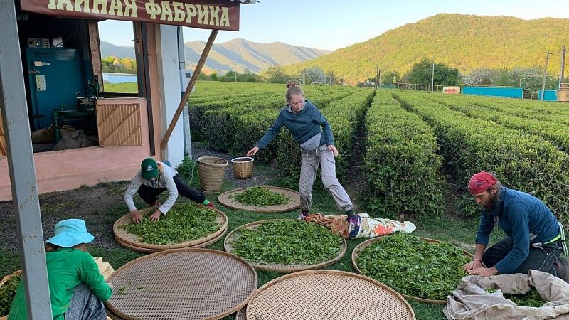О высоком спросе на свою продукцию рассказали чаеводы Сочи