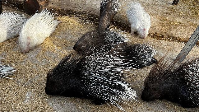 Фото: телеканал «Краснодар»