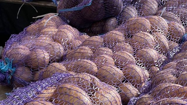В Банке РФ объяснили снижение цен на огурцы и картошку на Кубани. Фото: телеканал «Краснодар»