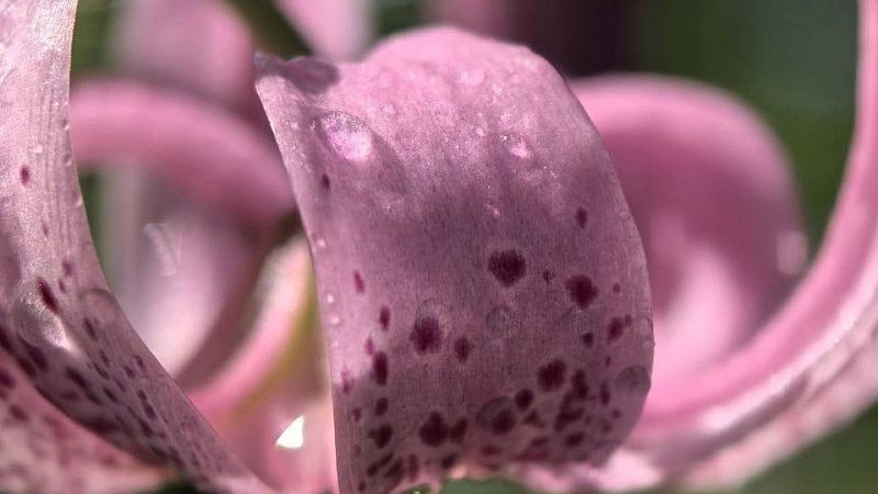 Редкая лилия кавказская зацвела в горах Сочи