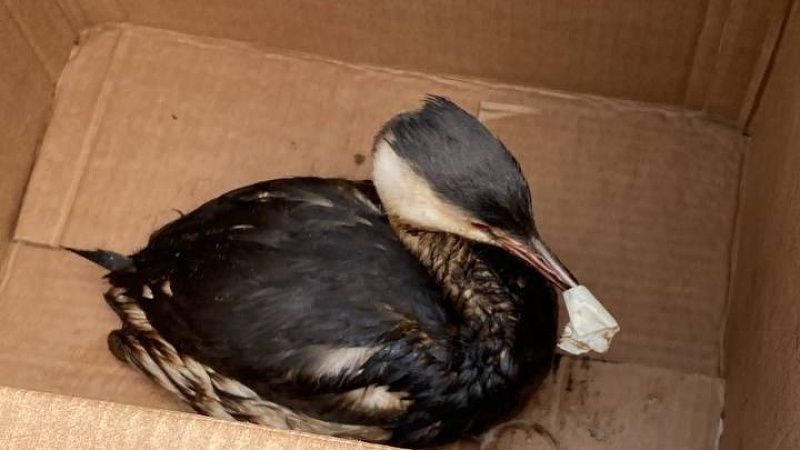 В реабилитационных центрах продолжили лечить 154 замазученные птицы из Анапы