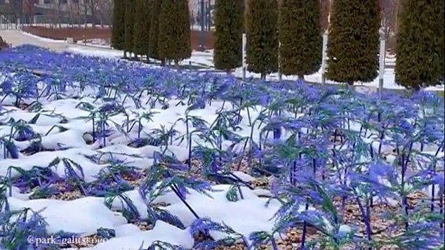 Снегопад поломал светящийся  шалфей в парке «Краснодар»