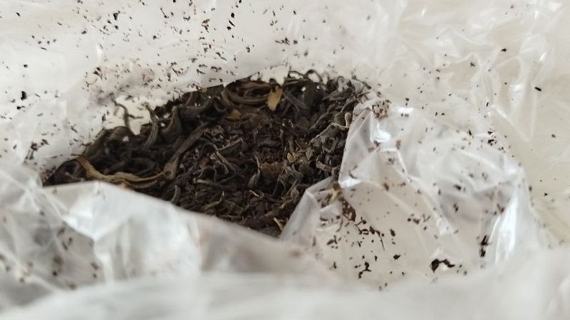 Mash: актриса Аглая Тарасова пыталась провезти наркотики в аэропорту Домодедово