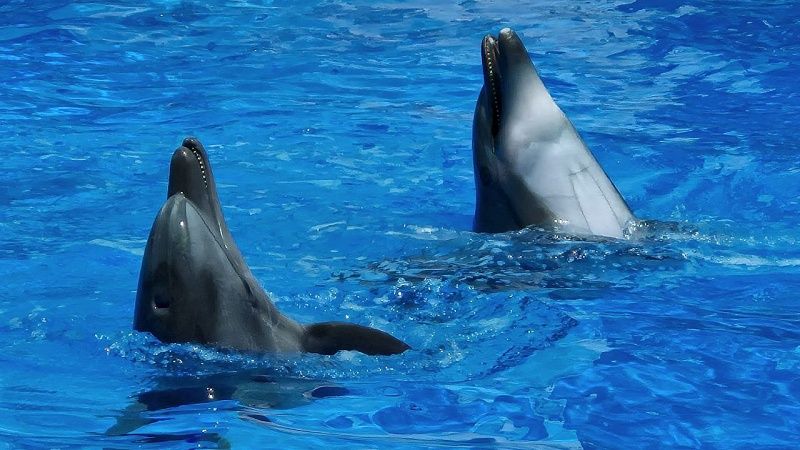 Рыбаки убили 95 дельфинов во время традиционной охоты «гриндадрап» на Фарерах