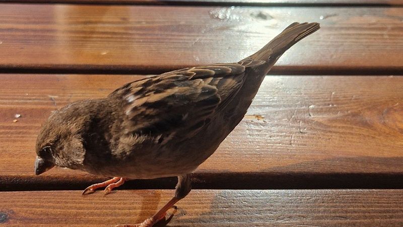 Иностранцы отлавливали воробьёв для употребления их в пищу в Амурской области