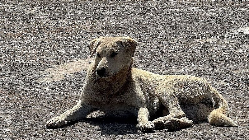 Пострадавшего от укуса собаки мальчика госпитализировали в Подмосковье