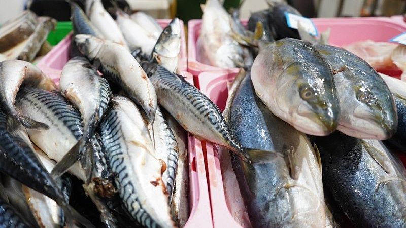 Импорт рыбы и морепродуктов сократился почти в 2 раза на Кубани