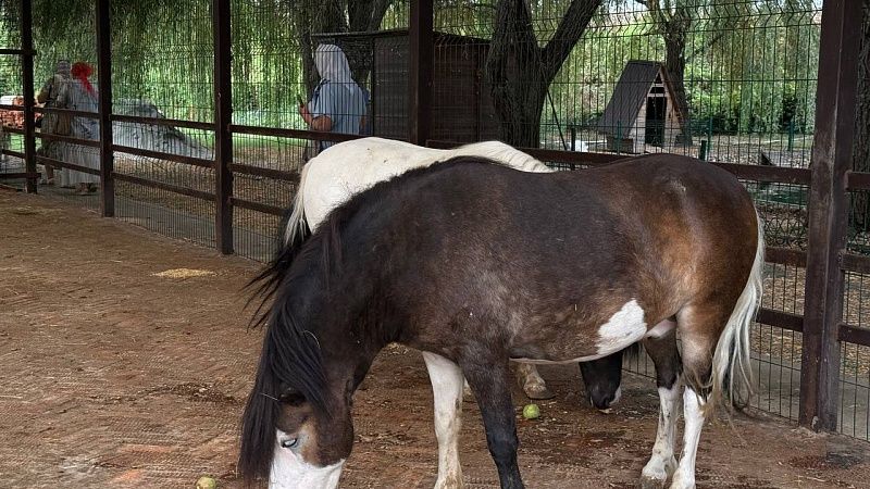 Дмитриев обратился к США с призывом убрать барьеры через видео с ослами