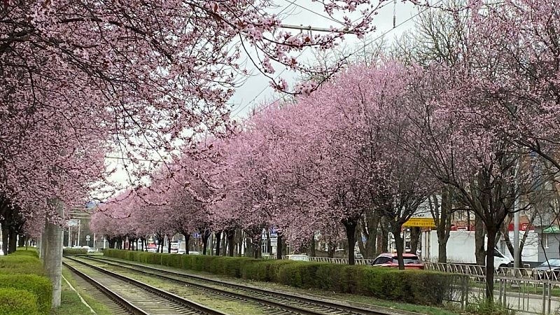 Мэр Краснодара Евгений Наумов поручил озеленять магистрали комплексно