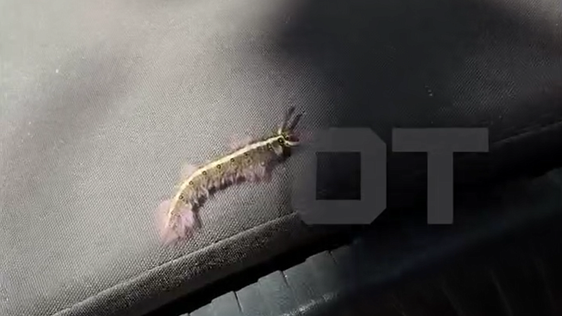 После купания в море россиянку ужалила гусеница в Паттайе