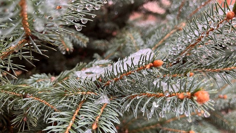 Зима вступила в свои права с заморозками до -9 градусов на Кубани