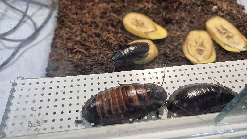 Девочке подарили новогодний набор с тараканами в Нижнем Новгороде