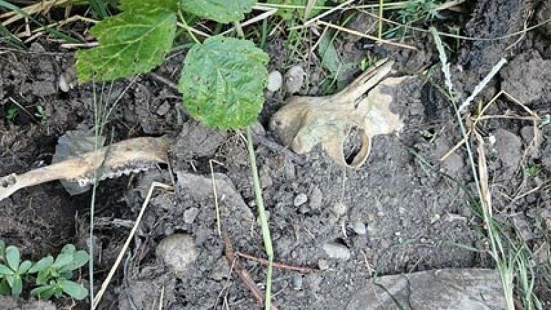 Шкуры и кости скота закапывал вместо утилизации мясокомбинат на Кубани