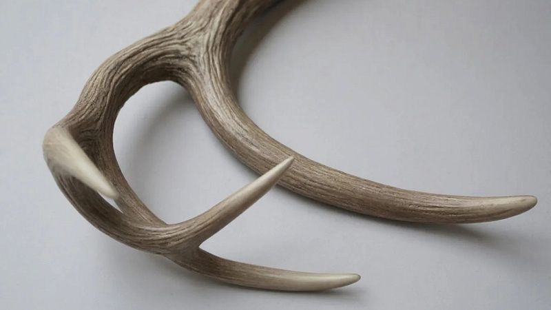 Похожая на олений рог находка встревожила жителей Звенигорода