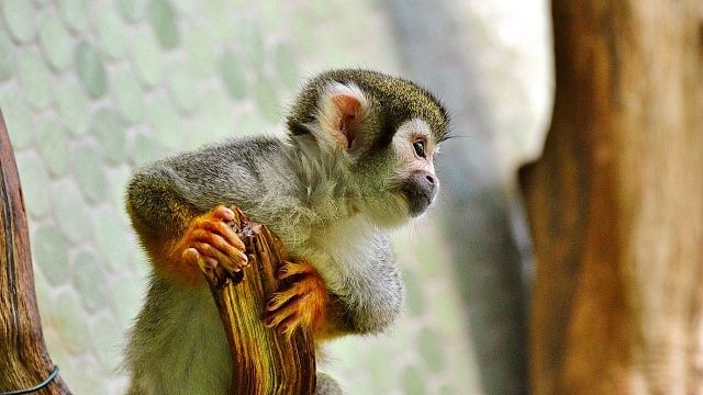 День обезьян отмечается 14 декабря. Фото: pixabay.com