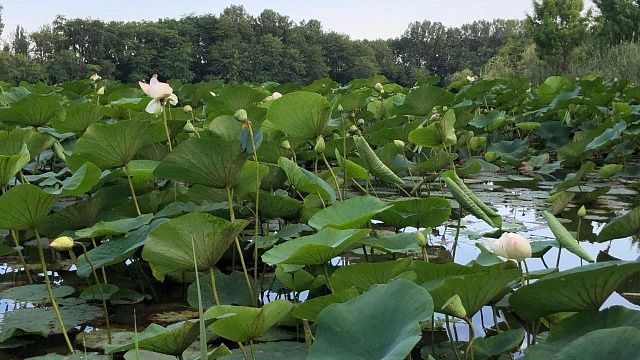 Фото: Вероника Новокрещеннова