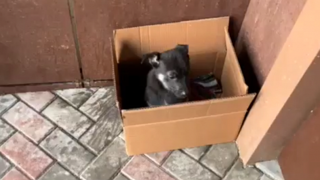 В мусорокамере многоэтажки Краснодара нашли щенка в коробке