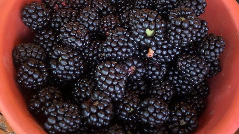 Заморозки стали причиной сокращения урожая ягод почти в два раза на Кубани