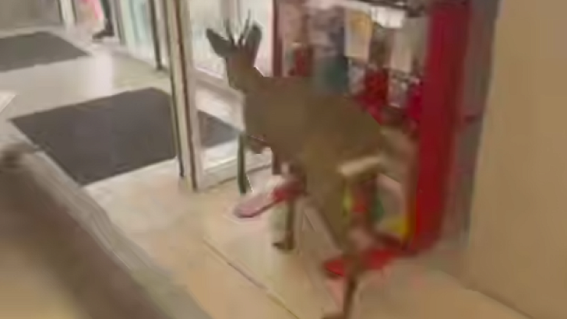 Появилось видео разгрома магазина эффектной косулей в Туапсе