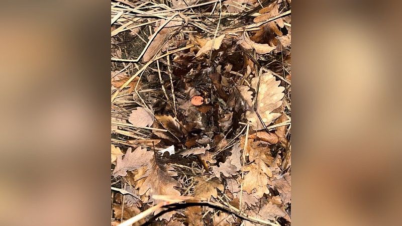 Супругов с пакетами запрещённых веществ задержали в Сочи