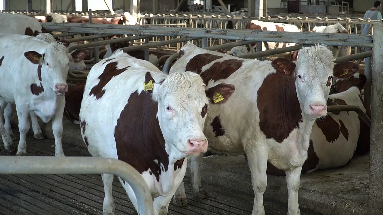 К 2030 году на Кубани будут производить 2,1 миллиона тонн молока ежегодно. Фото: телеканал «Краснодар»