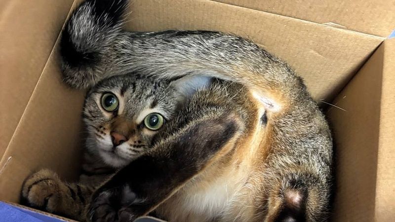 Ученые назвали угрозой развития шизофрении у людей наличие домашних кошек