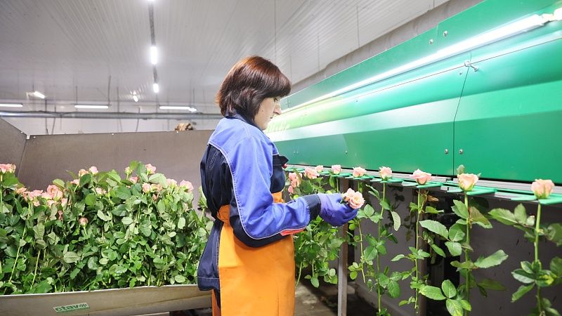 По всей России поставляют розы из тепличного комплекса в Мостовском районе 