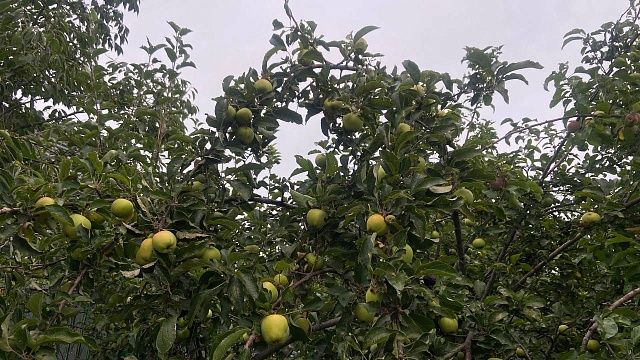 Фото: телеканал «Краснодар»