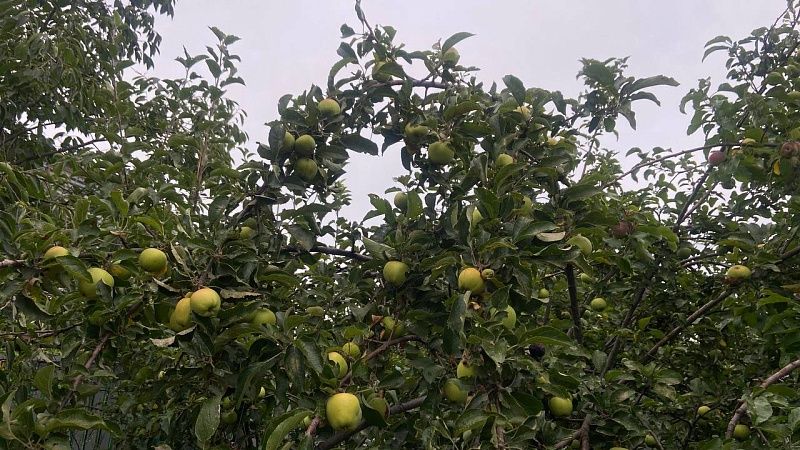 Кубанские фермеры собрали почти 5 тысяч тонн косточковых фруктов