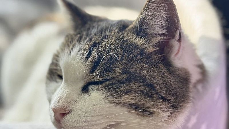 Кошка Муся пройдет повторное обследование перед выпиской