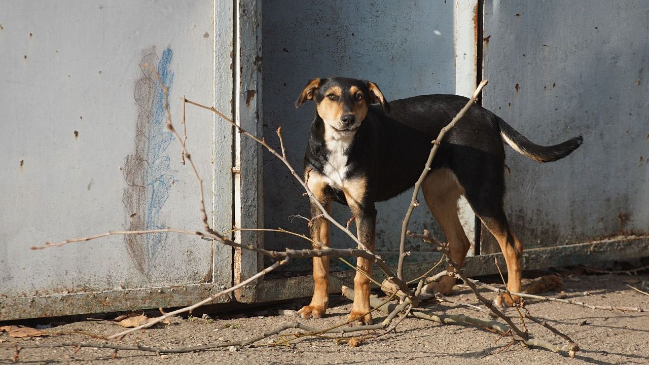 С начала года в Краснодаре собаки покусали 127 человек. Фото: телеканал «Краснодар»