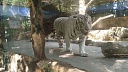 Дорогостоящую камеру фотографа утащил тигр в Приамурье