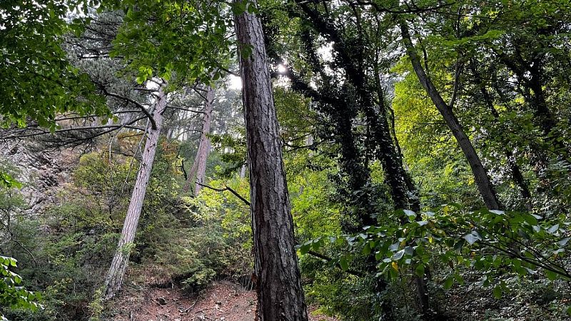По поручению Следкома возобновили поиски Усольцевых