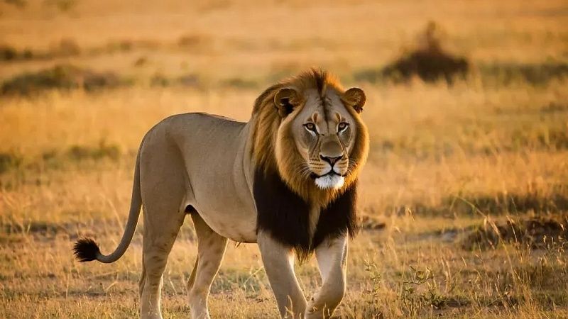 Игравший в поле пятилетний мальчик погиб после нападения льва в Индии