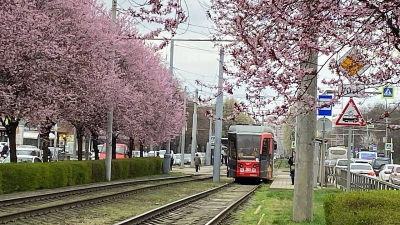 Более 113 млн пассажиров перевезет общественный транспорт Краснодара в 2025 году