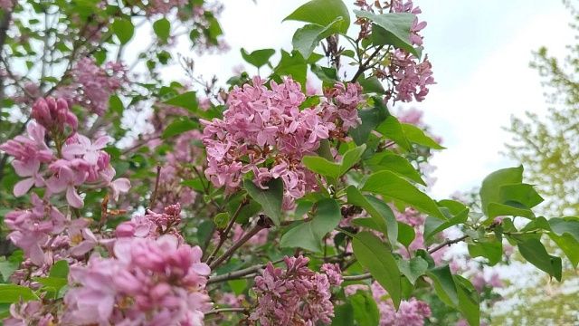 Потепление до +25 градусов ожидается 19 апреля в Краснодаре