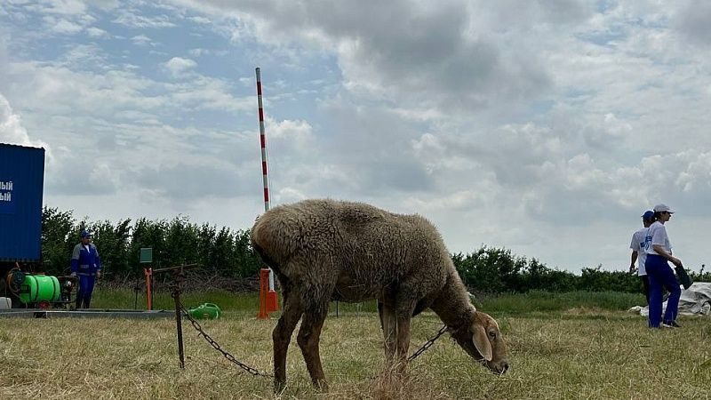 Стадо овец на 20 минут захватило супермаркет в Баварии