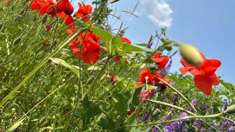 До +34⁰С с порывистым ветром прогнозируют 7 июня в Краснодарском крае