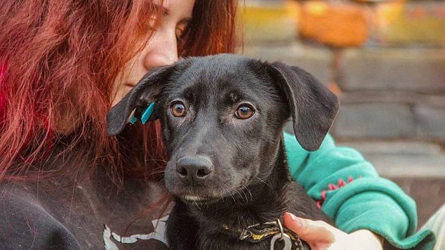 21 января в краснодарском приюте для животных пройдет день общения с собаками Фото: t.me/krasnodogonline