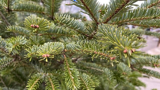 Более 250 ёлочных базаров и ярмарок открылись на Кубани 